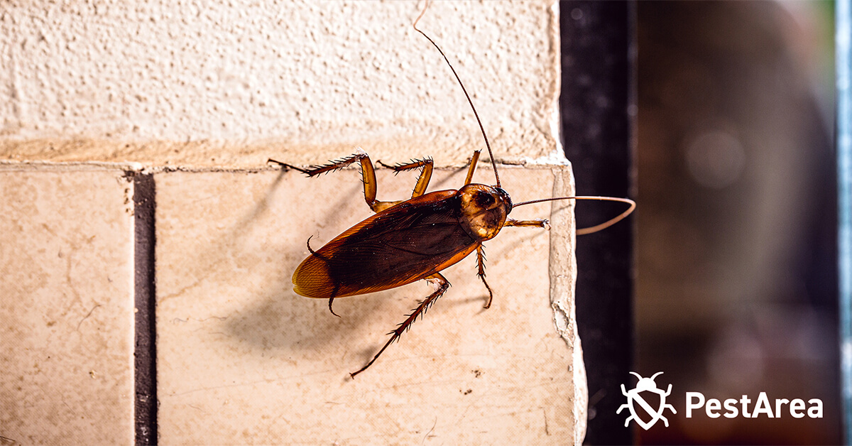 Cockroach coming from neighbour's garden