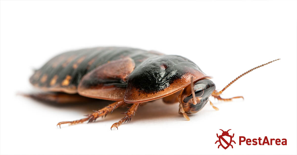 Cockroach close up on white backrgound