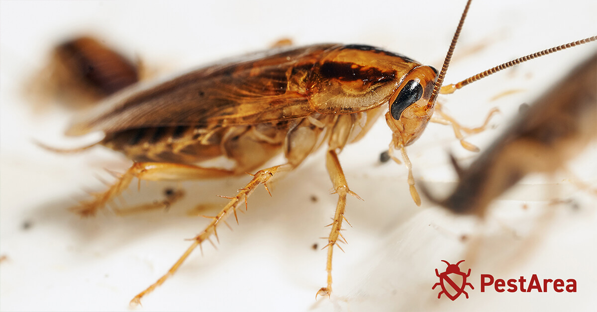 Active Cockroach-CloseUp on clear background