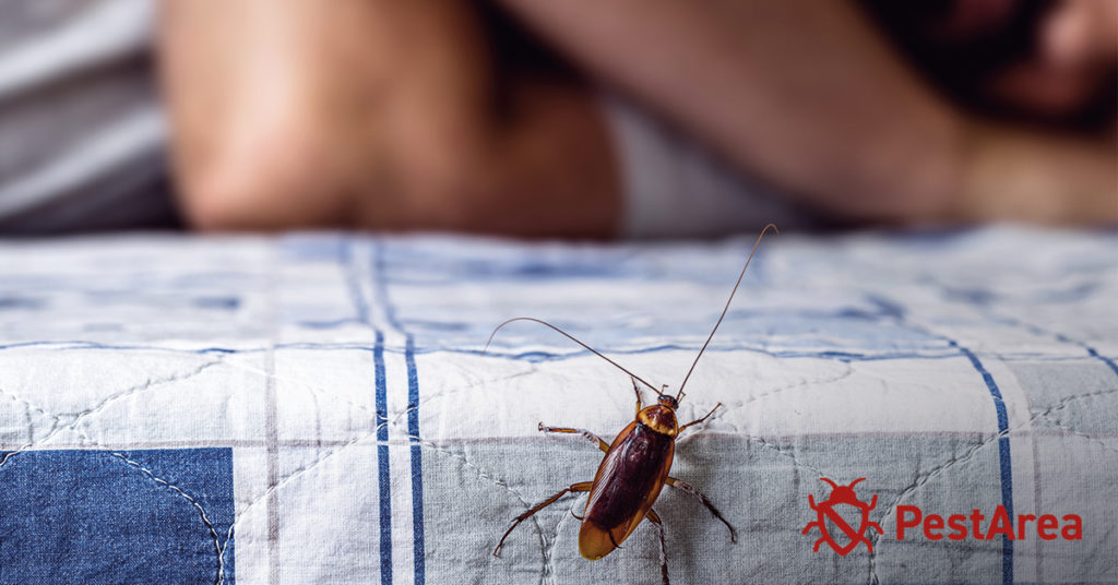 Cockroach-climbing-On-Bed