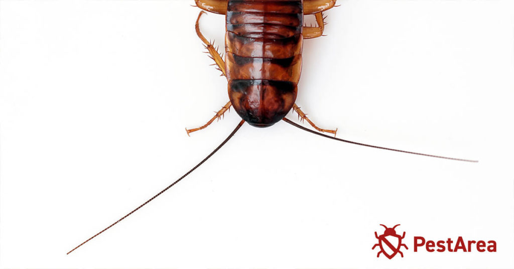 Cockroach-head-closeup on white background