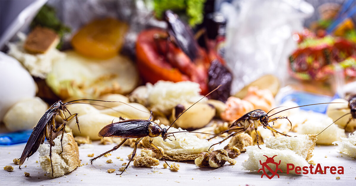 Cockroaches infesting food cupboards