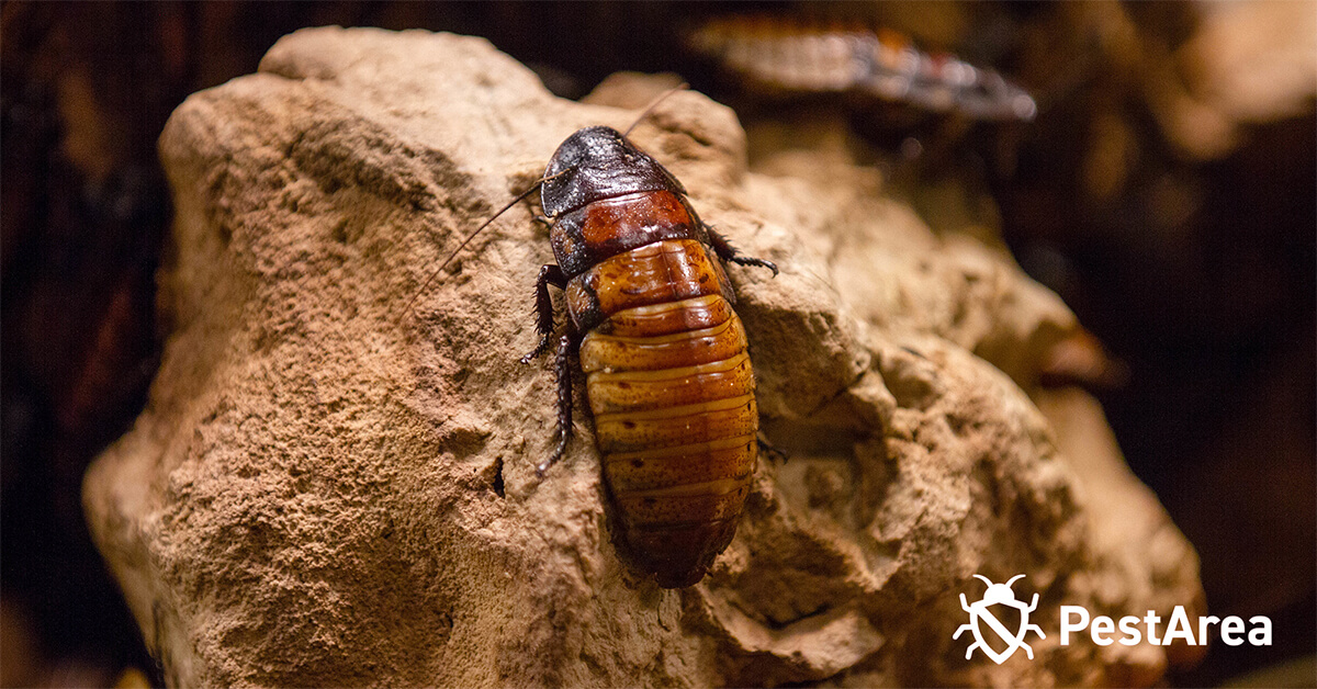 Cockroach-lying on a brown rock