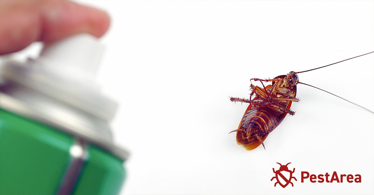 Pest control specialist using bleach spray to get rid of cockroaches