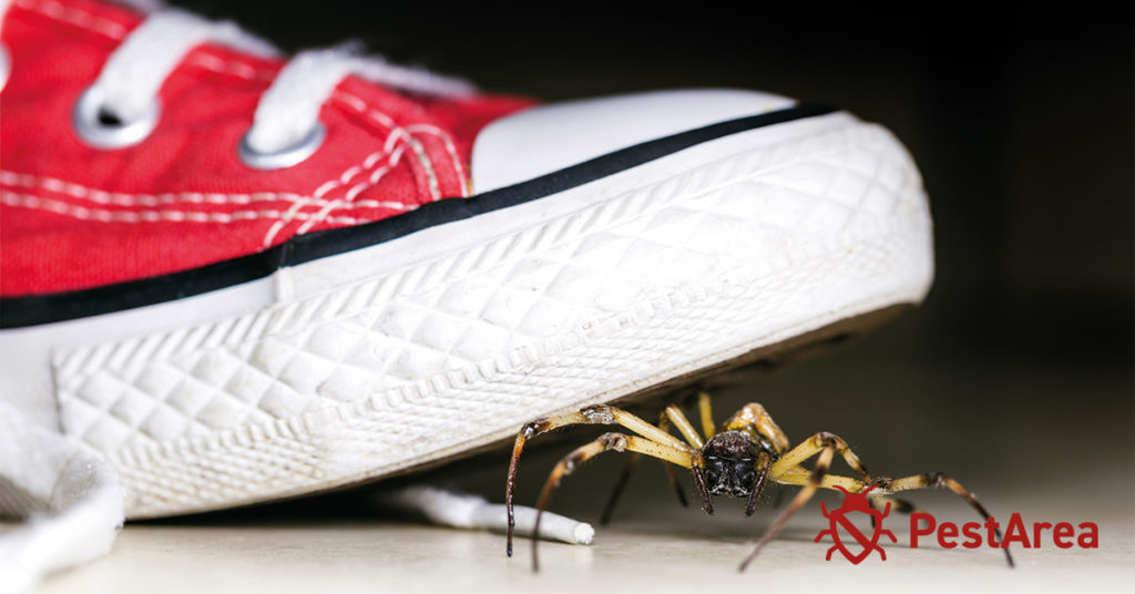 Spider-Under-Shoe