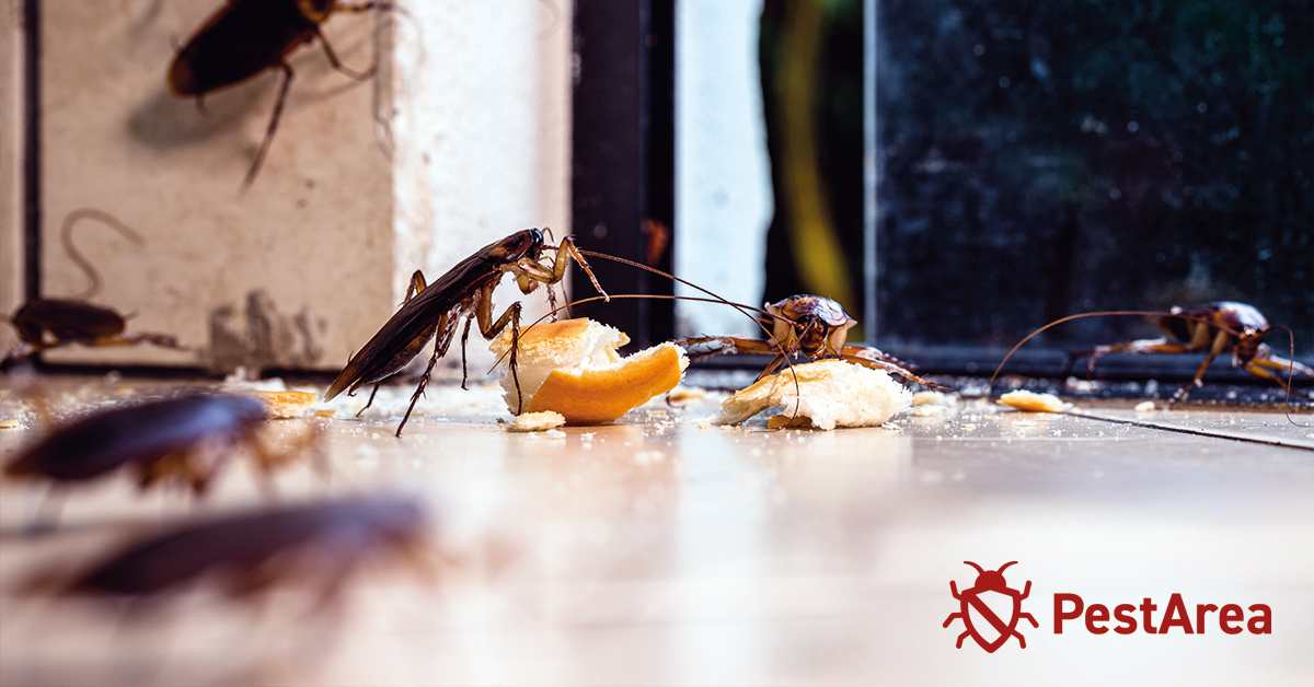 Cockroaches-eating bread in a cupboard