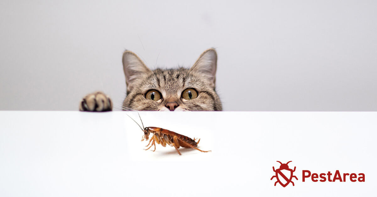 Cat pointing a cockroach