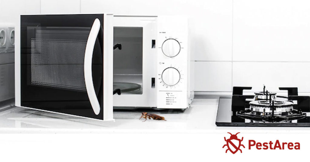 Cockroach approaching an open microwave