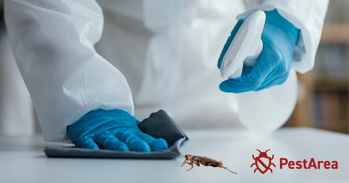 Pest control expert treating cockrach infested area with a spray