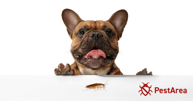 Do Dogs Keep Cockroaches Away? (2023) | PestArea