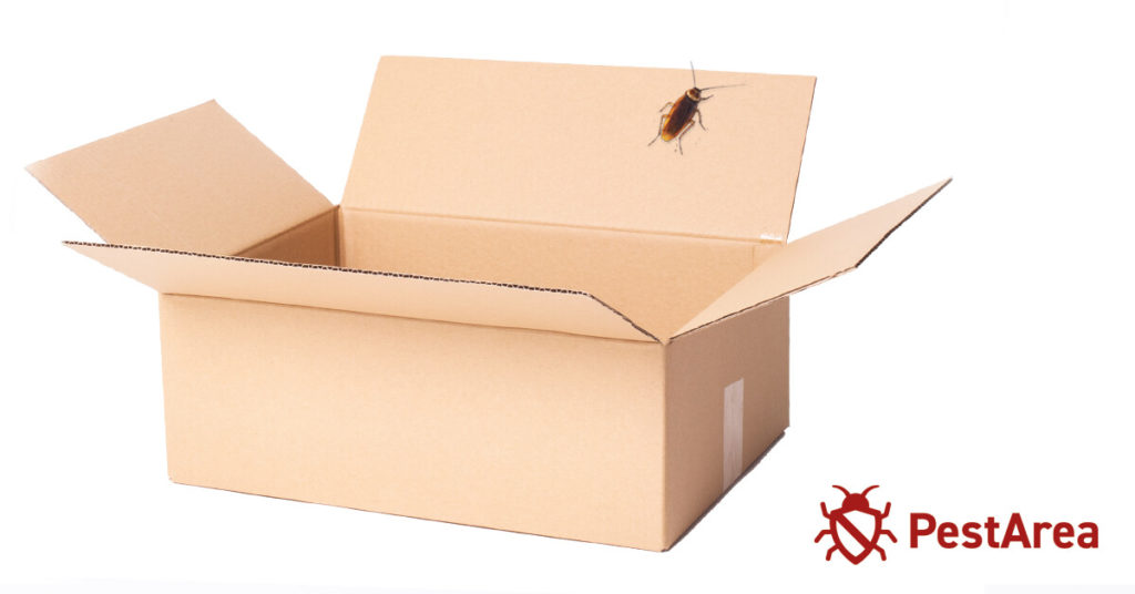 Large adult cockroach climbing on a cardboard