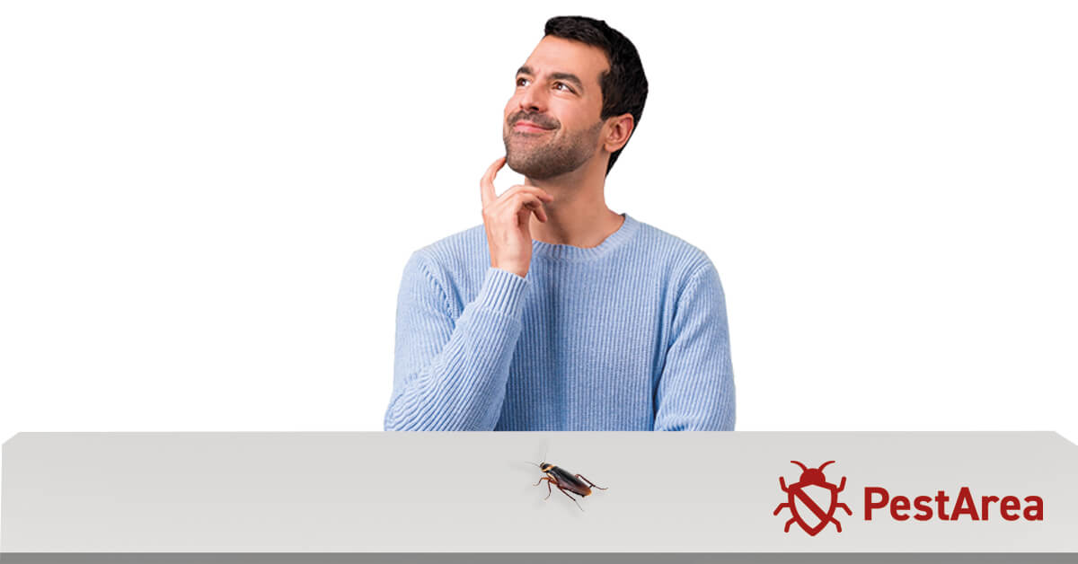 what-to-do-when-you-find-a-pregnant-roach-2023-pestarea